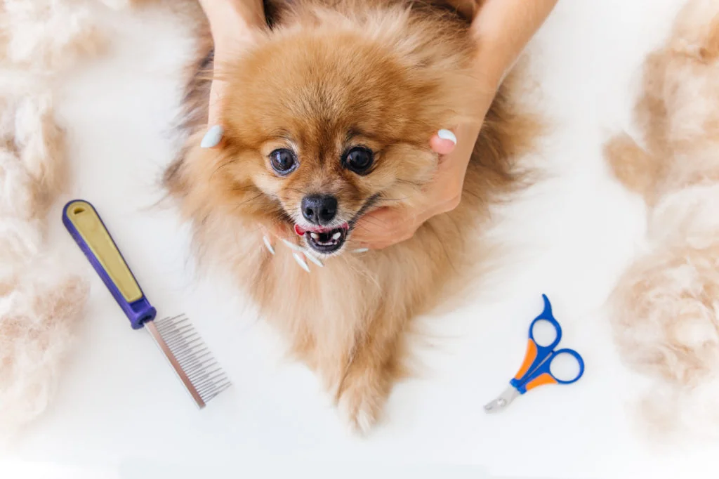 The Importance Of Grooming For Dogs